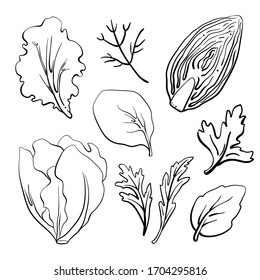 Salad leaves and herbs: lettuce, chicory, swiss chard, arugula, dill, parsley. Hand drawn black line sketch of herbs and salad greens isolated on white background/ Vector illustration