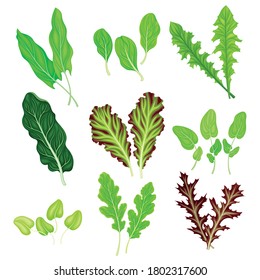 Salad Leaves with Rocket Salad and Spinach Vector Set