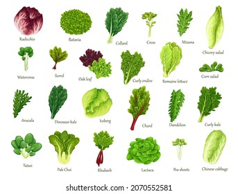 Salad leaves set. Pea shoots, watercress, dandelion, arucula, mizuna, iceberg and collard. Tatsoi, romaine lettuce, rhubarb, kale, lactuca, radicchio, pak choi, oak leaf, batavia and chard salad.