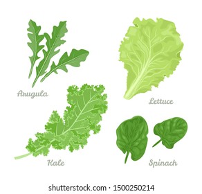 Salad leaves set. Spinach, Arugula, Lettuce and Kale isolated on white background. Vector illustration of healthy food in cartoon simple flat style.