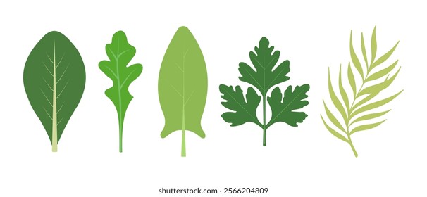 Salad leaves vector set. Spinach, arugula, sorrel, parsley, salad.