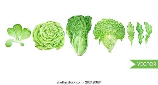 Salad leaves vector watercolor set. Hand drawn illustration. Different types of salads. 