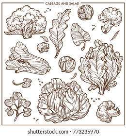 Salad lettuce and cabbages vegetables vector sketch icons