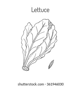 Salad Lettuce. Hand drawn vegetable. Vector illustration