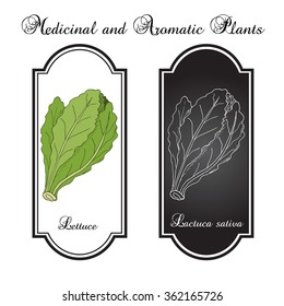 Salad Lettuce. Hand drawn vegetable. Vector illustration