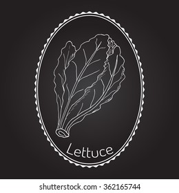 Salad Lettuce. Hand drawn vegetable. Vector illustration