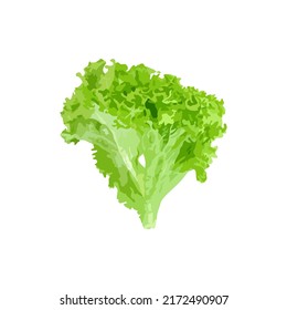 Salad lettuce isolated. Bunch of green fresh lettuce