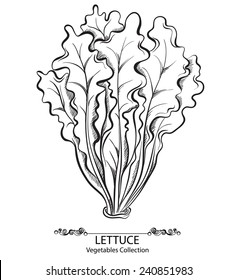 Salad Lettuce. Vector hand drawn vegetables isolated on white background