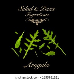 Salad and pizza ingredients - arugula. Vector Illustration	