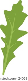 Salad Plant Leaf Vector Illustration