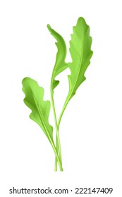 Salad rocket, vector illustration