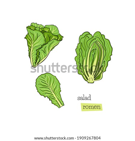 Salad romen romain drawn set in line art style on white background. Sketch.. Hand drawn abstract vector Isolated illustration. Arrow icon. Design element.