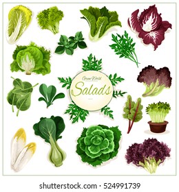 Salad vegetables. Vector isolated arugula, chicory salad and spinach, lollo rossa, radicchio, swiss chard salad and batavia lettuce, gotukola, mangold and kale, collard, romaine, pak choi, sorrel.