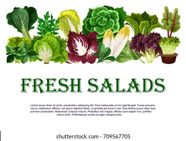 Salads and leafy vegetables poster for farm market. Vector chicory, radiccio or arugula and chinese cabbage, oakleaf lettuce or sorrel and pak choi, farm garden spinach, batavia and iceberg lettuce