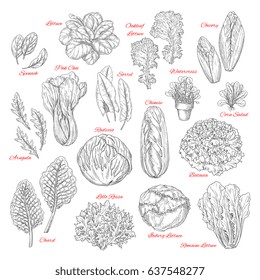 Salads and leafy vegetables vector sketches. Lettuce veggies harvest of spinach, sorrel and watercress, chinese or iceberg cabbage and lollo rossa or radiccio and farm fresh corn or oakleaf salad