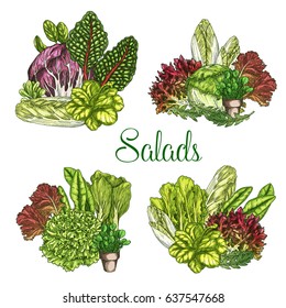 Salads and lettuces bunches. Vector set of leafy vegetables harvest of arugula or pak choi and chicory, oakleaf or corn salad and watercress, gotukola leaf, collard and swiss chard cabbage or spinach