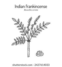 Indian frankincense or salai guggal (Boswellia serrata), medicinal plant. Hand drawn botanical vector illustration