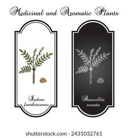 Indian frankincense or salai guggal (Boswellia serrata), medicinal plant. Hand drawn botanical vector illustration