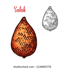 Koleksi 94 Gambar Animasi Buah Salak Free - Gambar Animasi