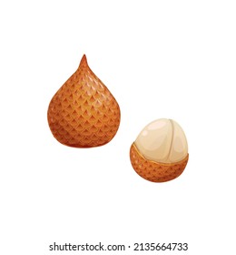 Salak isolated cartoon exotic tropical fruit. Vector Salacca zalacca whole and peeled edible pulp, snake fruit with reddish-brown scaly skin. Java and Sumatra in Indonesia food crop. Salak pondoh