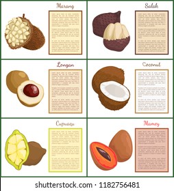 Salak and longan posters set text sample vector. Marang and coconut, cupuacu organic exotic tropical products. Mamey with seed sliced healthy food