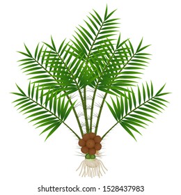 Salak palm tree with roots and snake fruit.