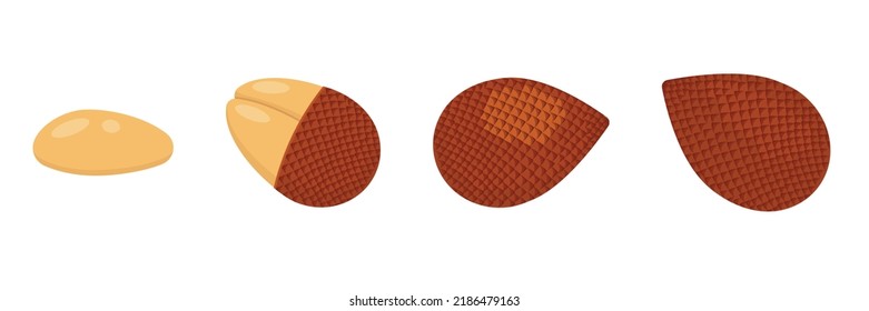 Salak set design with isolated whole and halved sweet tropical snake fruit. Exotic vegan food in flat detailed vector style for packaging, designs, decorative elements