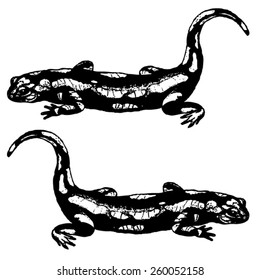 salamander