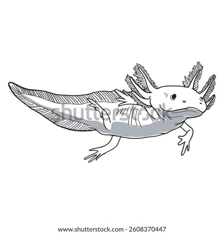 Salamander amphibian 2 sketch vector isolated