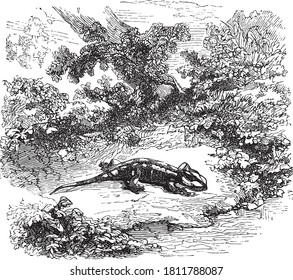 Salamander animal, From the Dictionary of Word and Things, 1888.