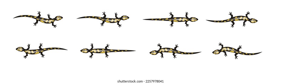 Salamander Animation Moving Cartoon Vector