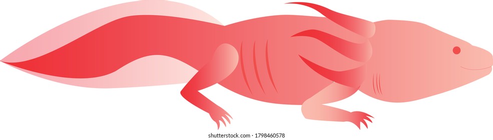 
salamander axolotl 
exotic amphibian vector 