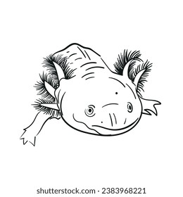 Salamander Axolotl vector hand drawing illustration in black color isolated on white background. Sketch line art. For design, book, web ,