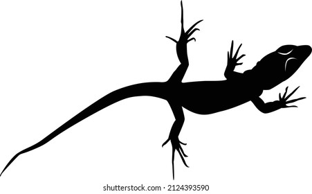 Salamander black pattern on white background