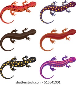 Salamander Clip Art Set - Vector Illustration