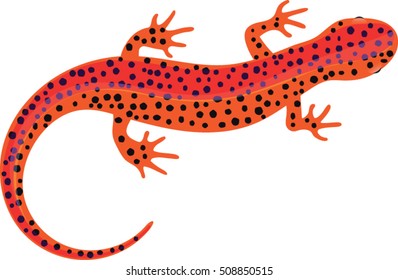 Salamander Clipart - Vector Illustration
