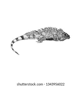 Salamander illustration vector, hand drawn illustration 
