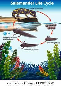 Salamander life cycle concept illustration