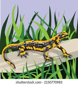 Salamander, lizard animal, illustration, vector, forest background, media design, book making.