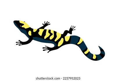 Salamander, lizard - top view, illustration
