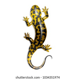 Salamander on a white background