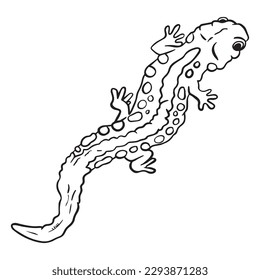 Salamander outline art ,good for graphic design resources, posters, banners, templates, prints, coloring books and more.