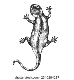 Esboço de Salamander isolado no fundo branco. Ilustração de vetor de inseto animal vintage.