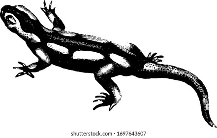 Salamander in which the body is black and warty with long irregular yellow spots distributed over the head, vintage line drawing or engraving illustration.