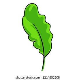 Salat leaf icon. Cartoon of salat leaf vector icon for web design isolated on white background