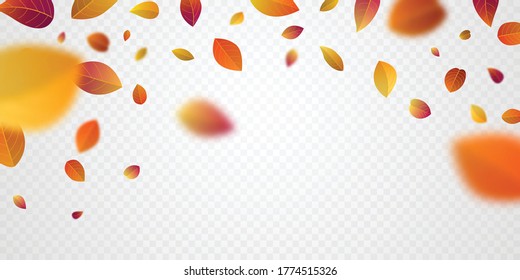 Sale poster design for autumn With leaves not falling beautifully on the background