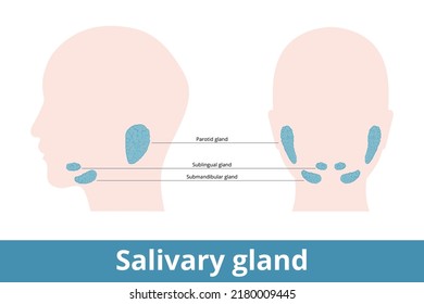 Salivary Gland. Glands That Make Saliva, Their Schematic Location: Under And Behind The Jaw (parotid, Sublingual And Submandibular).