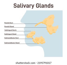 Salivary Gland. Histology Of Salivary Glands. Anatomical Structure Of Human Organ Producing Saliva, Which Aids In Digestion, Moists And Sanitizes Oral Cavity. Flat Vector Illustration