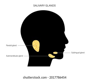 Salivary gland in human mouth. Parotid, submandibular, and sublingual glands. Produce of saliva through a system of ducts. Xerostomia oral disease anatomical poster. Medical 3d vector illustration.