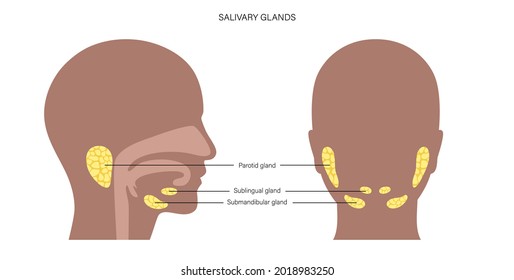 Salivary Gland In Human Mouth. Parotid, Submandibular, And Sublingual Glands. Produce Of Saliva Through A System Of Ducts. Xerostomia Oral Disease Anatomical Poster. Medical Flat Vector Illustration.